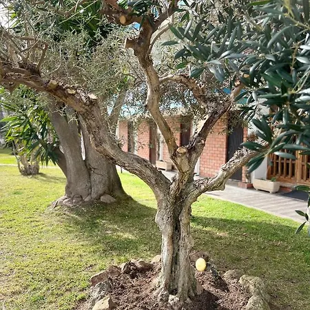 Ξενοδοχείο Oriol Center Platja d'Aro