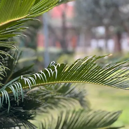 Oriol Center Platja d'Aro